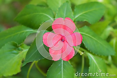 Pink Impatiens flower growing at Fraserâ€™s hill, Malaysia, Asia Stock Photo